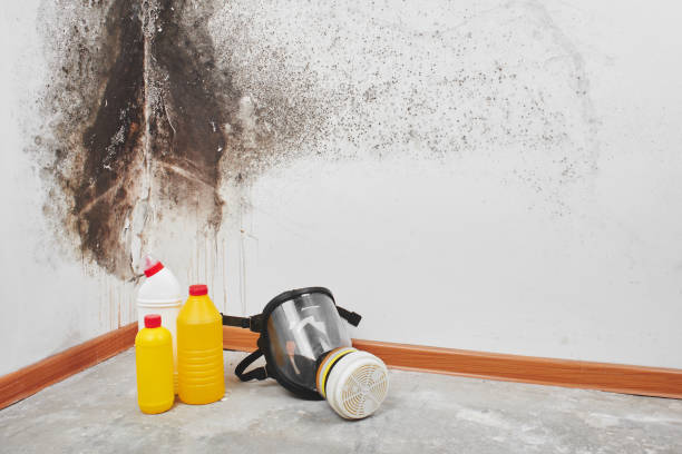 Best Basement Mold Remediation in Three Rivers, OR