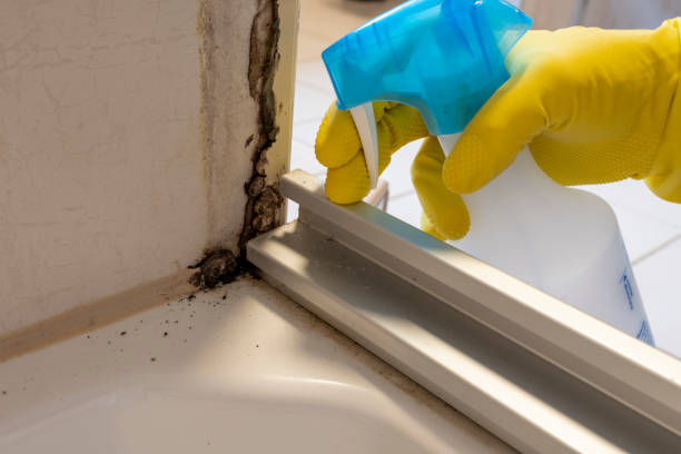 Best Localized Mold Remediation (e.g., coastal areas, humid climates) in Three Rivers, OR